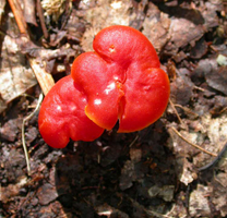 Hygrocybe miniata, a top view of the deep red-orange color of two mature convex caps.